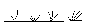 Tráva
