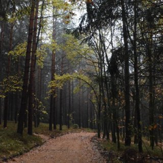 Pohádkový les