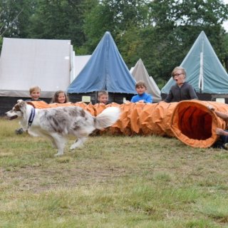 Výcvik kouzelných mazlíčků