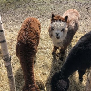 Lama
