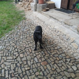 Opat je omezen na možnosti pohybu