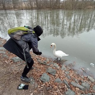 Bofík krmí labuť