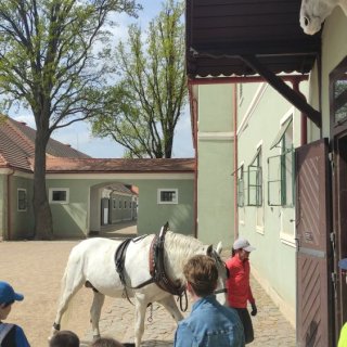 Bujný koník