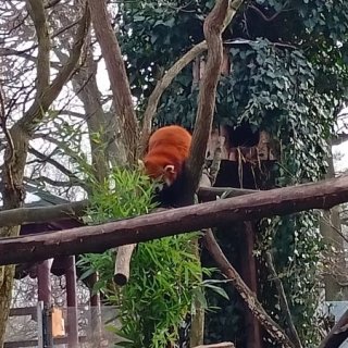V ZOO
