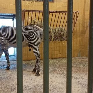 V ZOO