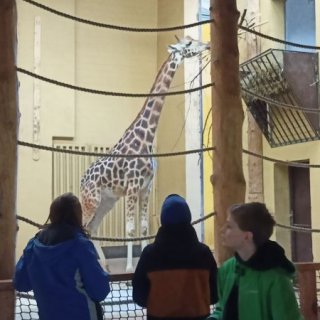 V ZOO