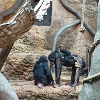 V ZOO