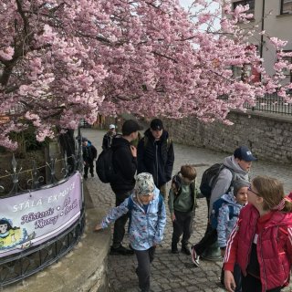 S květy sakury nad hlavou