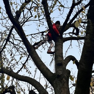 Opička na stromě 