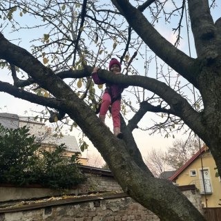 Opička na stromě 