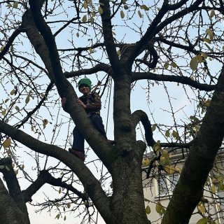 Opička na stromě 