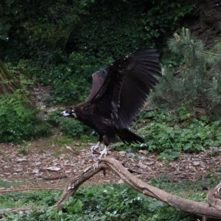 V Zoo Praha