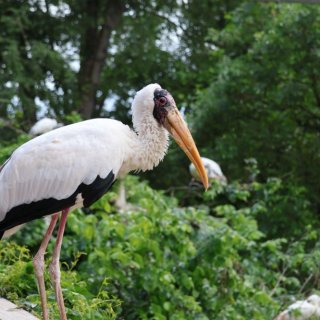 V Zoo Praha