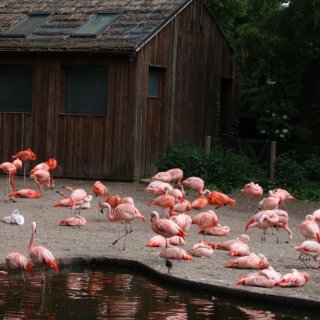 V Zoo Praha