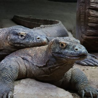 V Zoo Praha