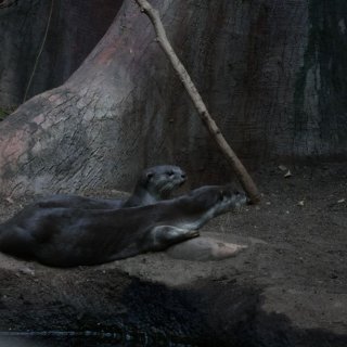 V Zoo Praha