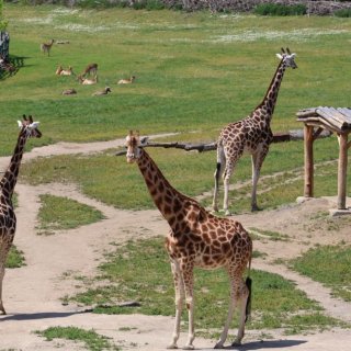 V Zoo Praha