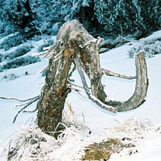 Zmrzlý slon nebo mamut?