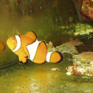 Hledá se Nemo