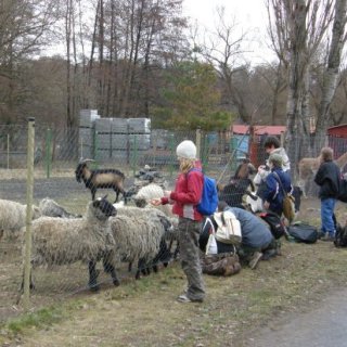 Průzkumníci výletníci a nenasytné osecké stádo