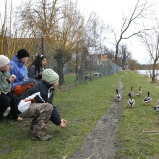 Planá nad Lužnicí a místní drzá kachní společnost