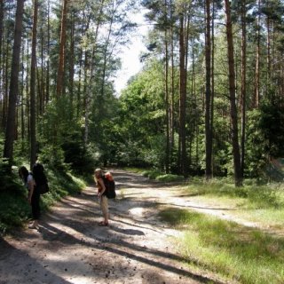 Máchova cesta - borovice, písek, sluníčko