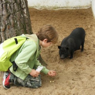 Páťa a nesmělé prasátko
