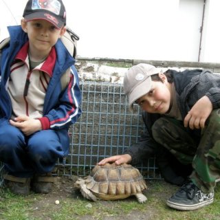 Tři zvířata ve výběhu.