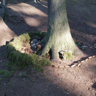 forest city