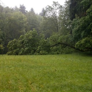 Spadl první strom