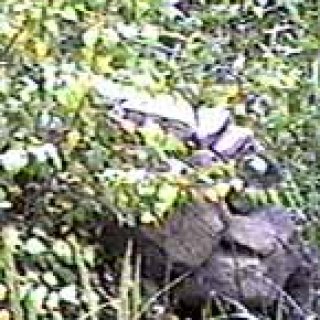 Mohyla 1996