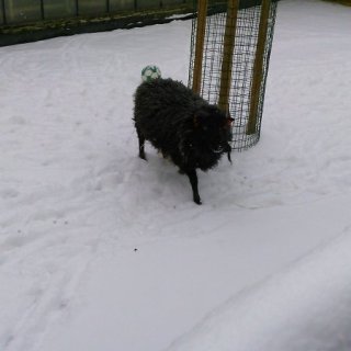 Minizoo