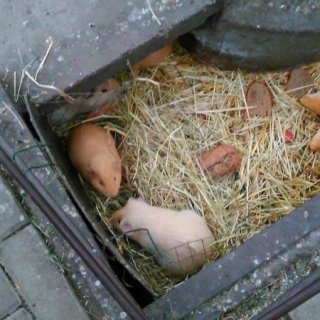 Oddělení hlodavců