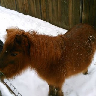 Minizoo