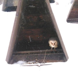 Tyto alba