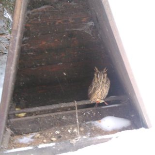 Minizoo