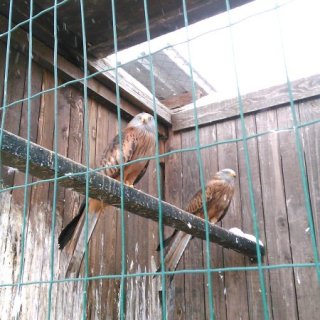 Minizoo