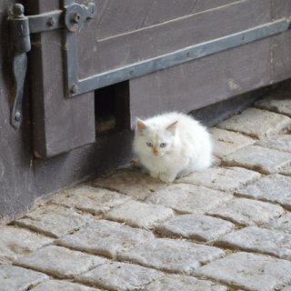 Čičinka