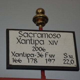 Koník Sacramoso