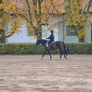 Koník