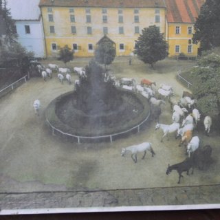 Koníčci