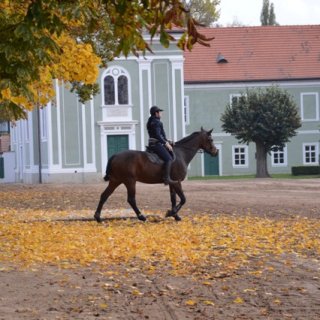 Koník