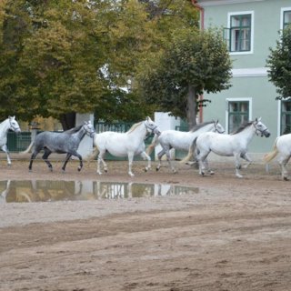 Koníčci