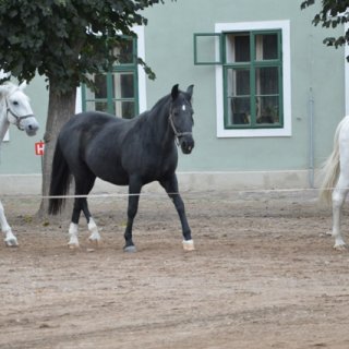 Koníčci