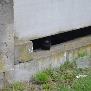 Čičinka