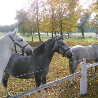 Koníci