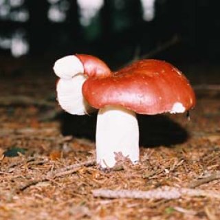 fotografická soutěž - 1. místo - kategorie - příroda
